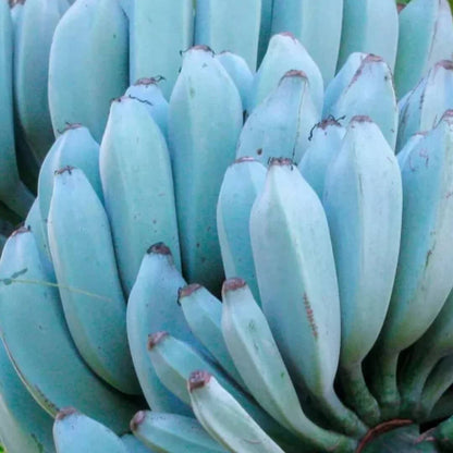 Blue Java Banana Seeds - Fruit Plant
