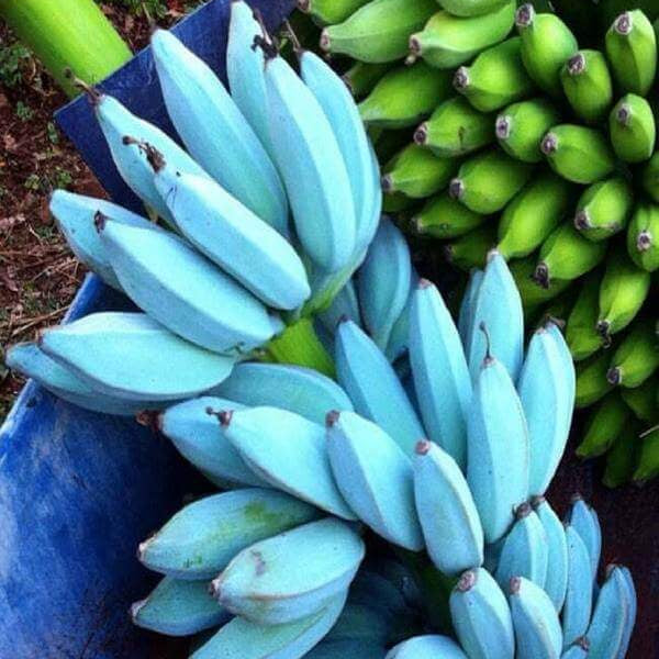 Blue Java Banana Seeds - Fruit Plant