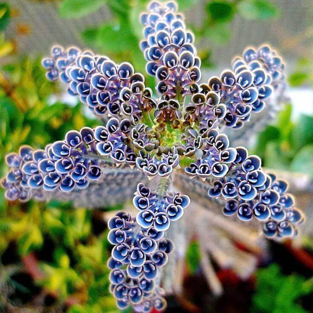 Blue Kalanchoe Seeds