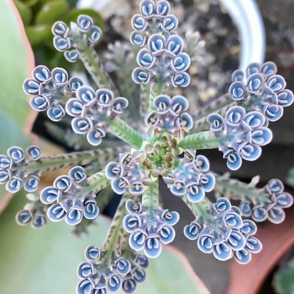 Blue Kalanchoe Seeds