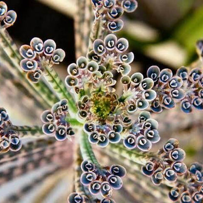 Blue Kalanchoe Seeds