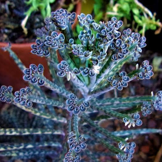 Blue Kalanchoe Seeds