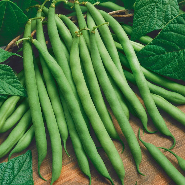Blue Lake Bean Seeds - Vegetable Plant