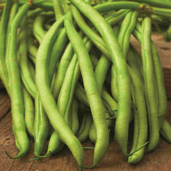 Blue Lake Bean Seeds - Vegetable Plant