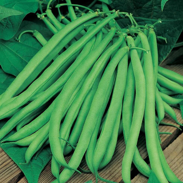 Blue Lake Bean Seeds - Vegetable Plant