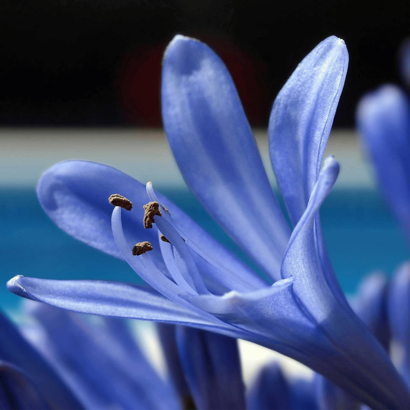 Blue Lily Seeds - Heirloom Flower Plant for Home Gardens