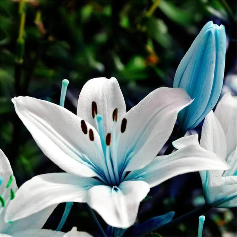 Blue Lily Seeds - Heirloom Flower Plant for Home Gardens
