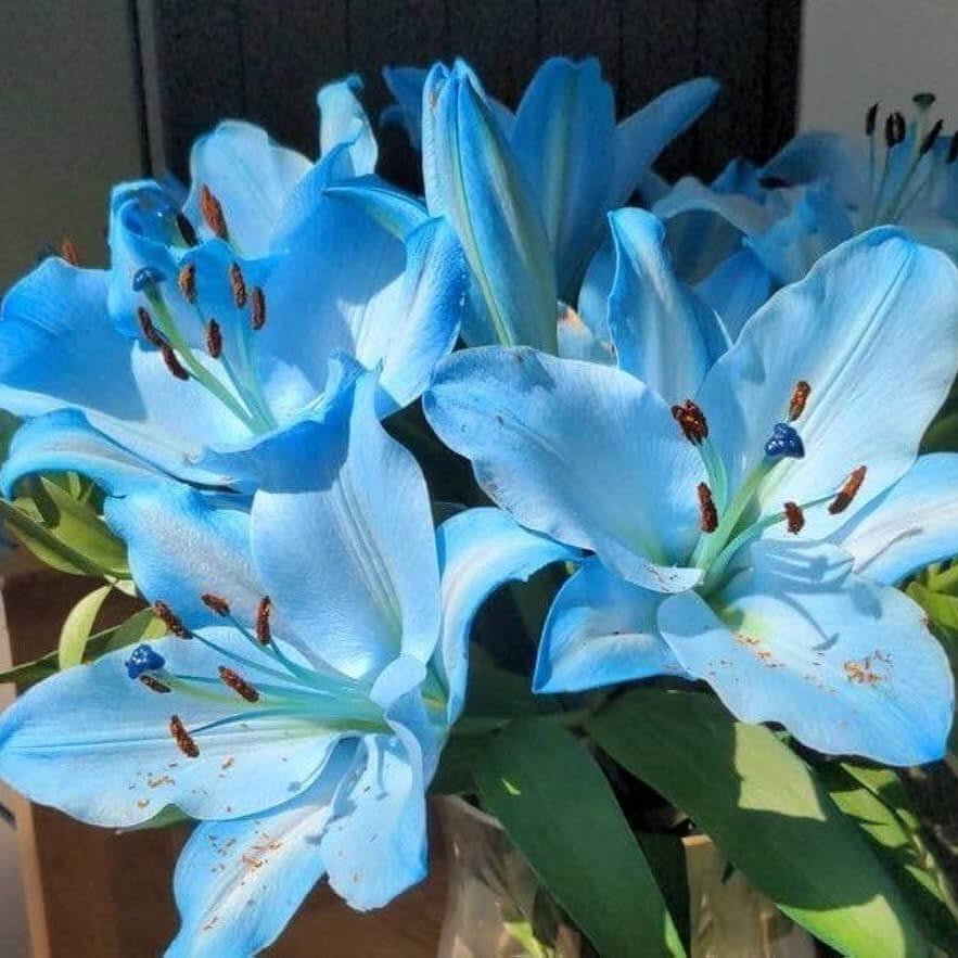 Blue Lily Seeds - Heirloom Flower Plant for Home Gardens