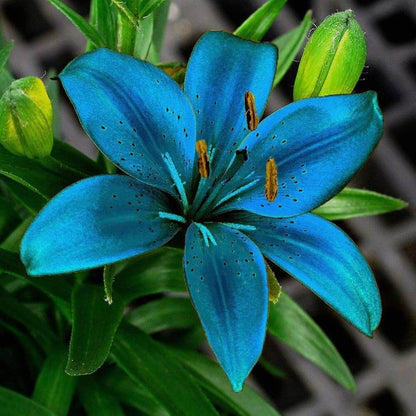 Blue Lily Seeds - Heirloom Flower Plant for Home Gardens