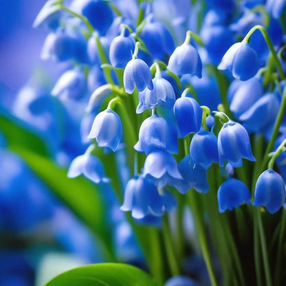 Blue Lily of the Valley Seeds