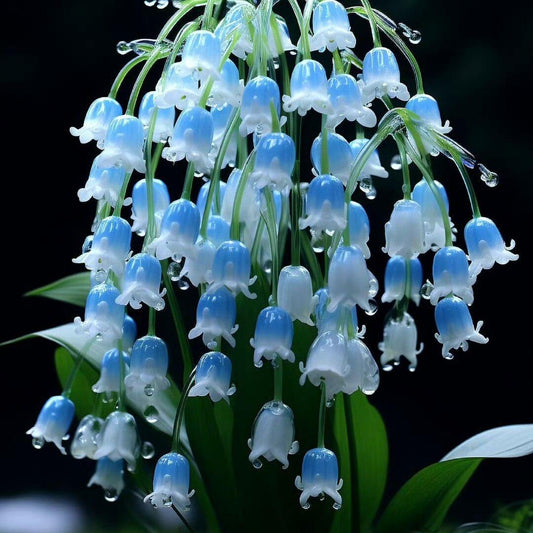 Blue Lily of the Valley Seeds