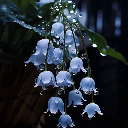 Blue Lily of the Valley Seeds