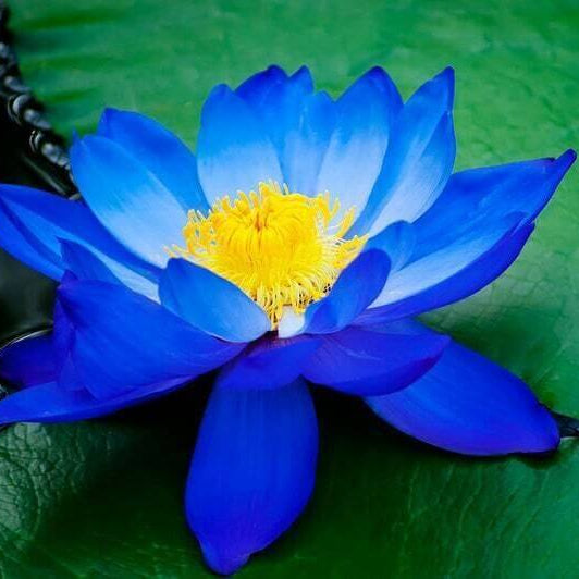 Blue Lotus Seeds