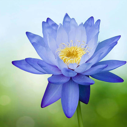Blue Lotus Seeds
