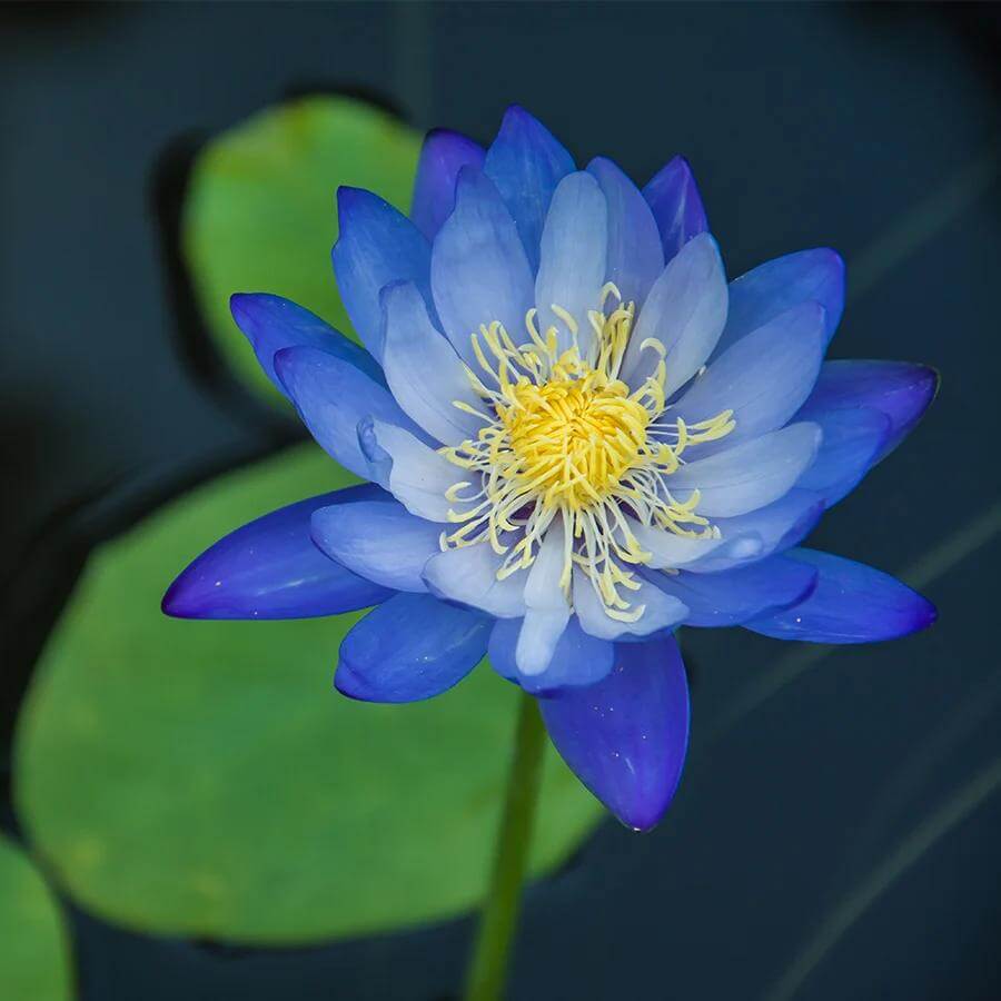 Blue Lotus Seeds