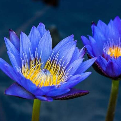 Blue Lotus Seeds