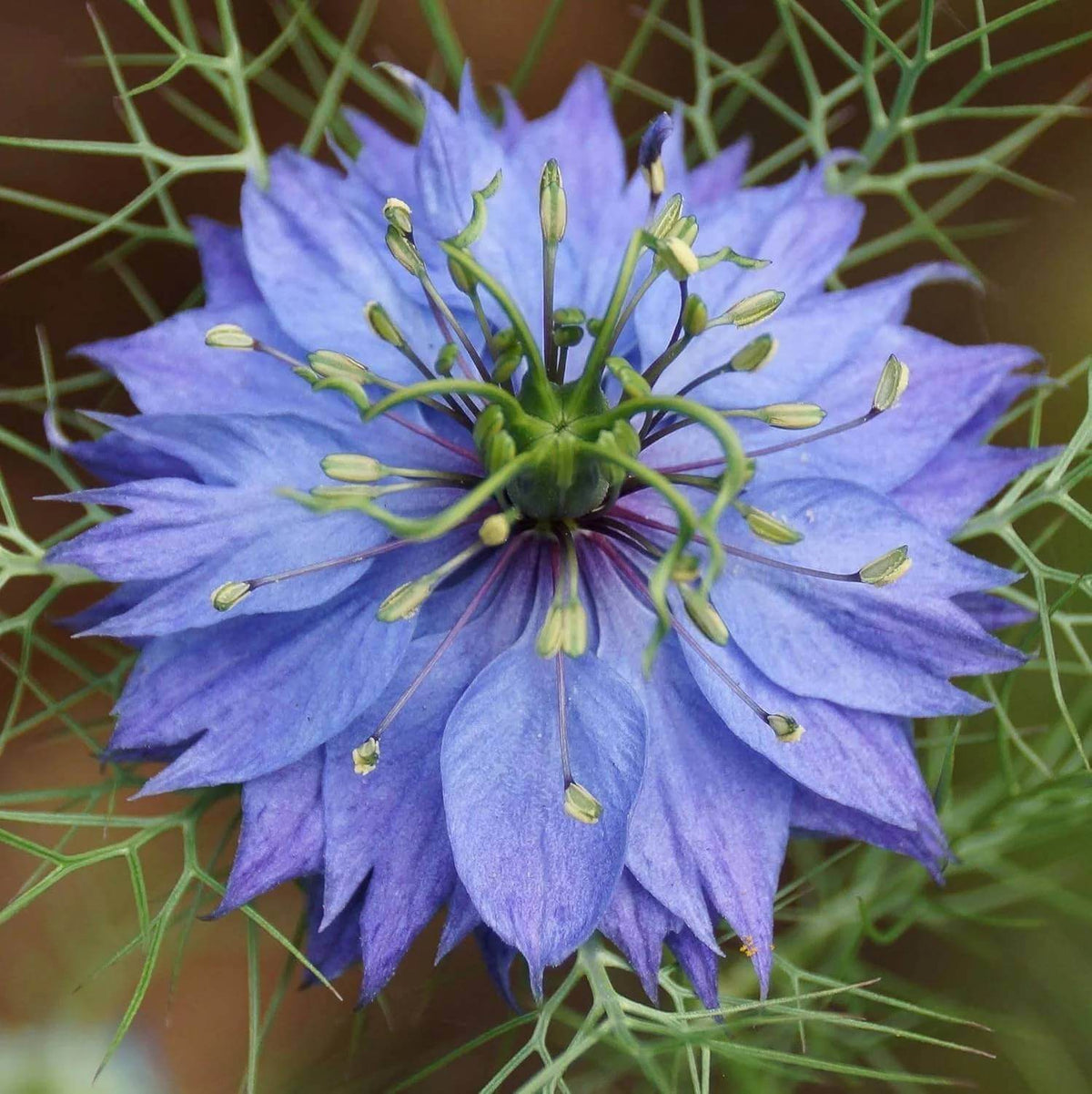 Blue Love-in-a-Mist Seeds - Heirloom Flower Plant for Home Gardens
