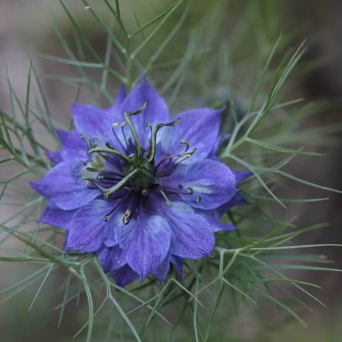 Blue Love-in-a-Mist Seeds - Heirloom Flower Plant for Home Gardens