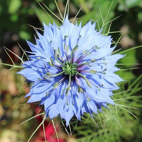 Blue Love-in-a-Mist Seeds - Heirloom Flower Plant for Home Gardens
