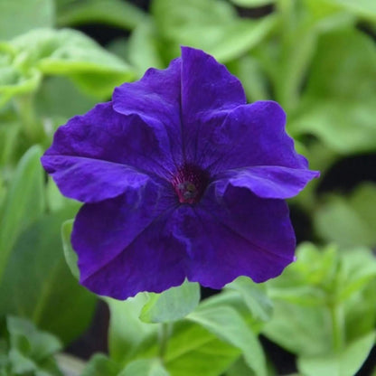 Blue Mandevilla Sanderi Seeds 