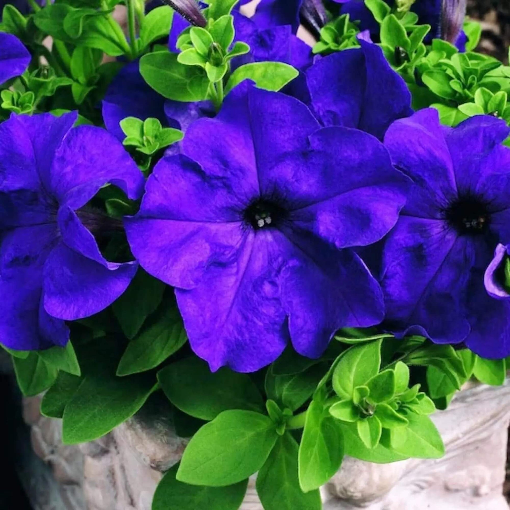 Blue Mandevilla Sanderi Seeds 