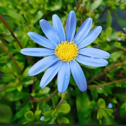 Blue Marguerite Daisy Seeds