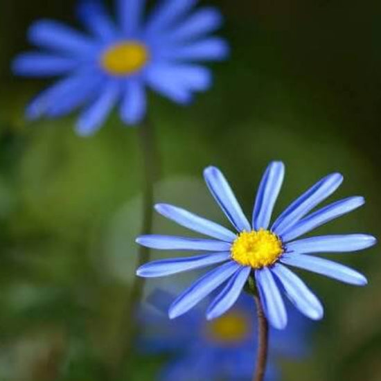 Blue Marguerite Daisy Seeds