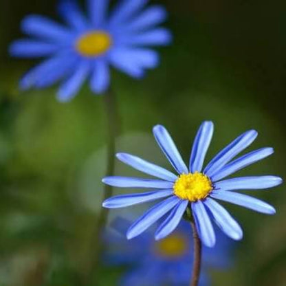 Blue Marguerite Daisy Seeds