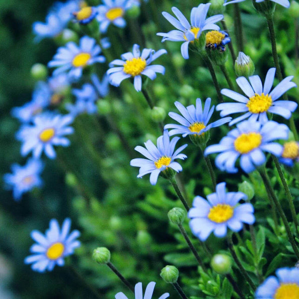 Blue Marguerite Daisy Seeds