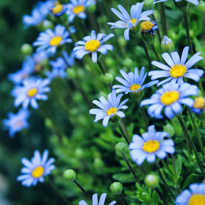 Blue Marguerite Daisy Seeds