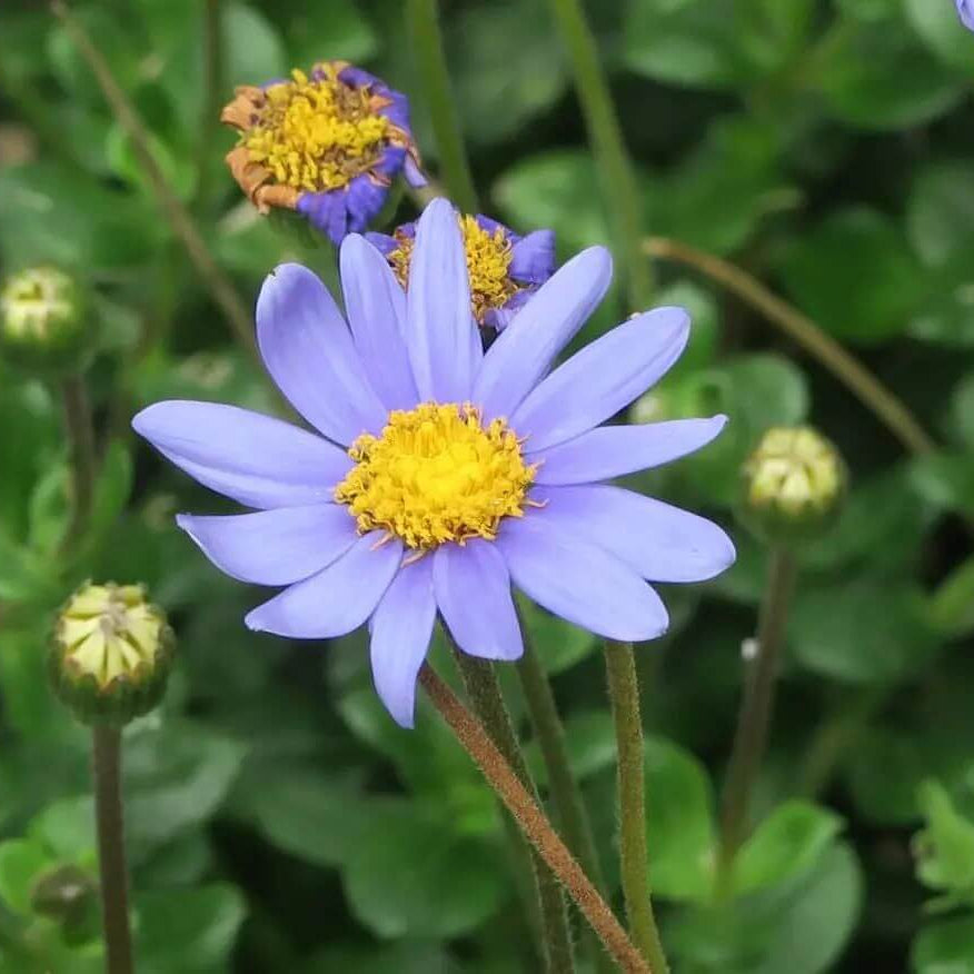 Blue Marguerite Daisy Seeds