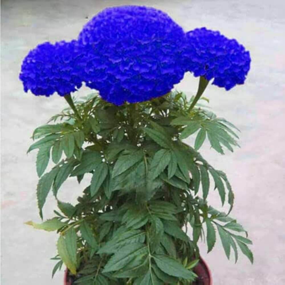 Blue Marigold Seeds 