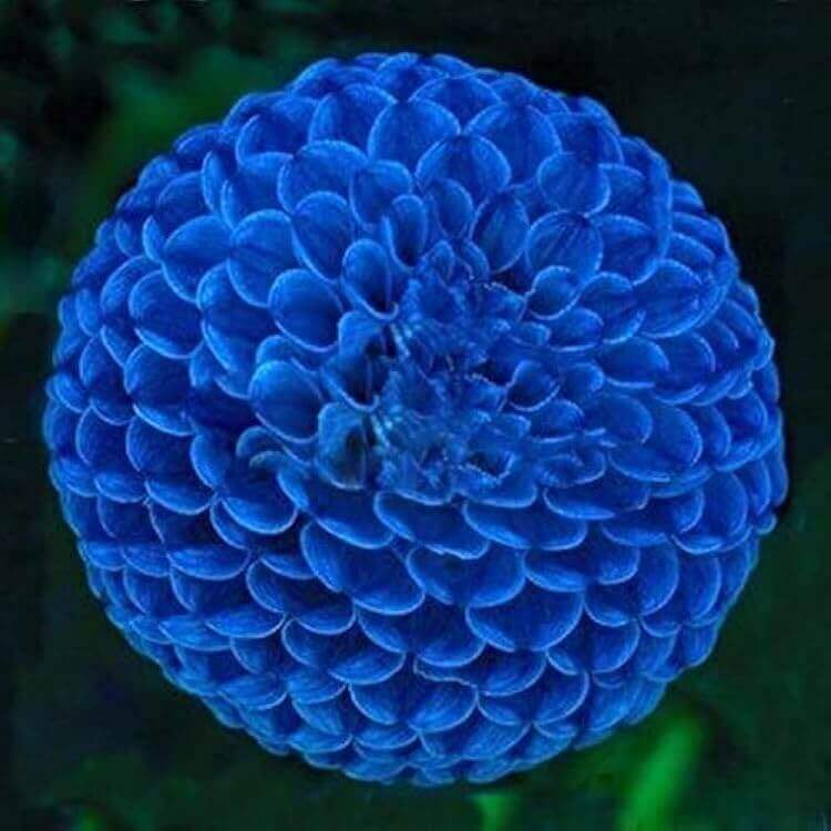 Blue Marigold Seeds 