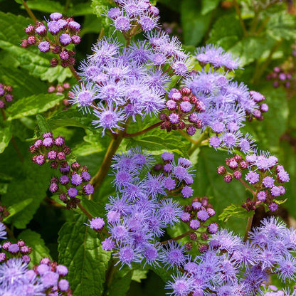 Blue Mistflower Seeds - Flower Plant