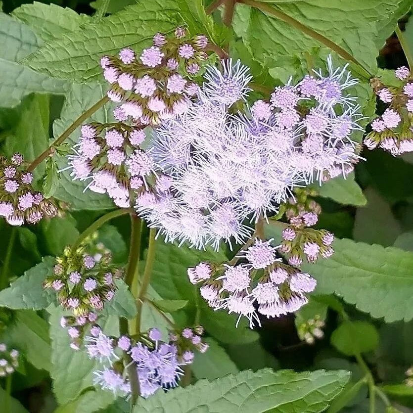 Blue Mistflower Seeds - Flower Plant