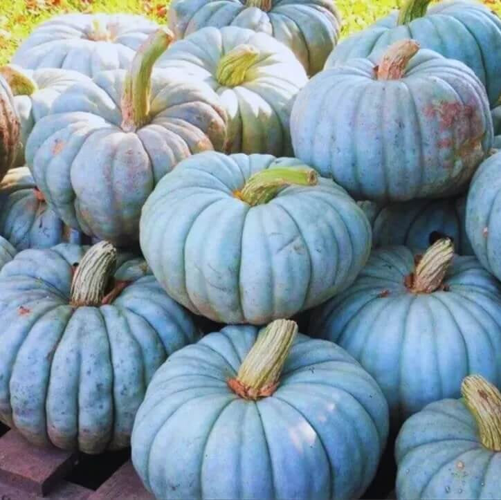 Blue Moon Pumpkin Seeds