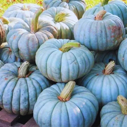 Blue Moon Pumpkin Seeds