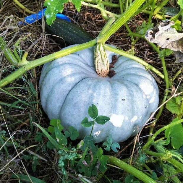 Blue Moon Pumpkin Seeds