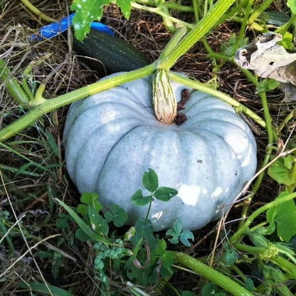 Blue Moon Pumpkin Seeds