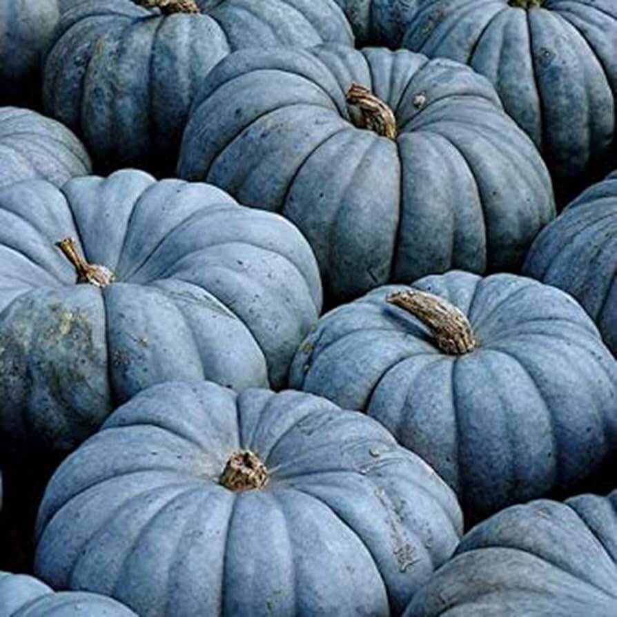 Blue Moon Pumpkin Seeds
