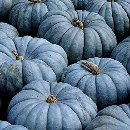 Blue Moon Pumpkin Seeds