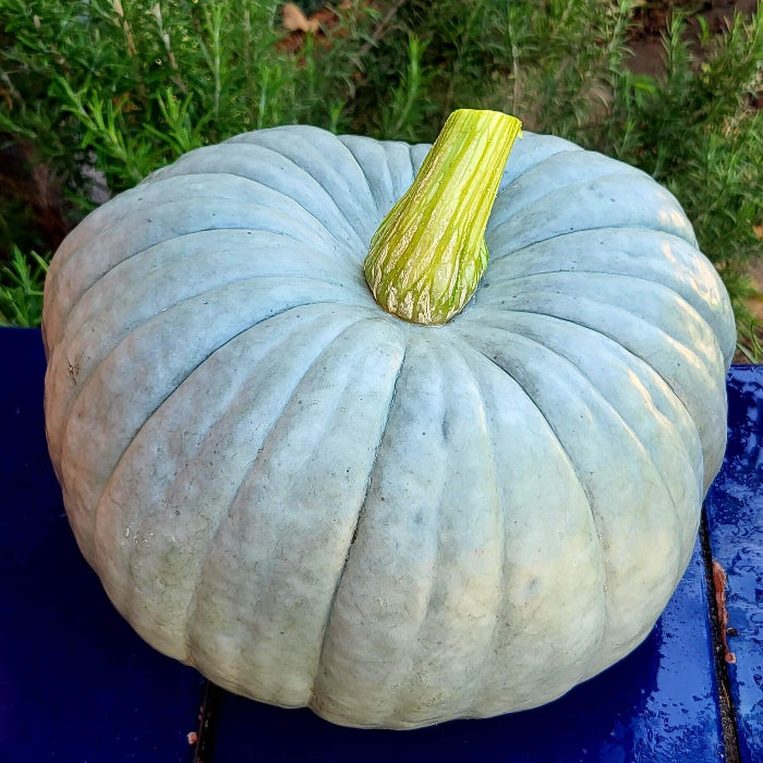 Blue Moon Pumpkin Seeds