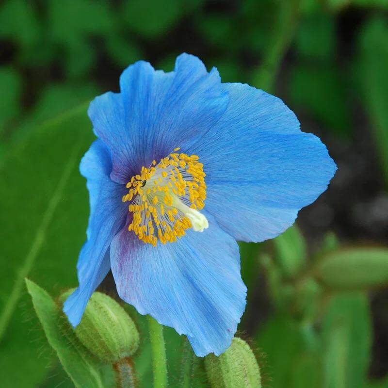 Blue Narcissus Seeds 