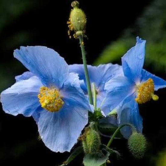 Blue Narcissus Seeds 