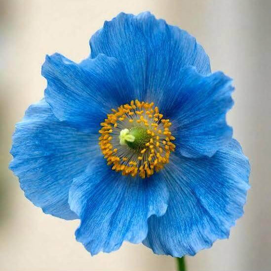 Blue Narcissus Seeds 