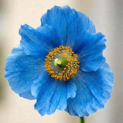 Blue Narcissus Seeds 