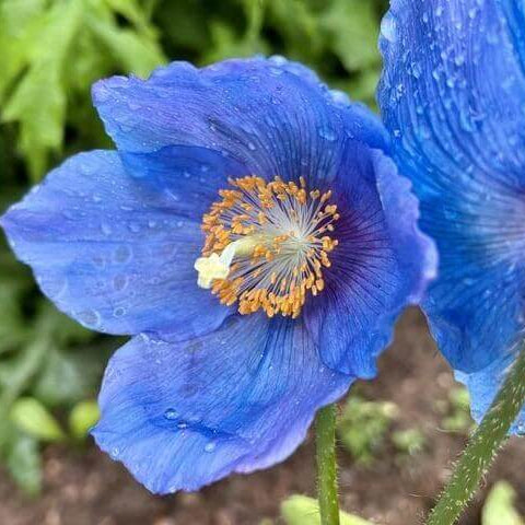 Blue Narcissus Seeds 