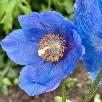 Blue Narcissus Seeds 