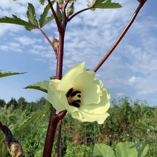 Blue Okra Seeds - Vegetable Plant