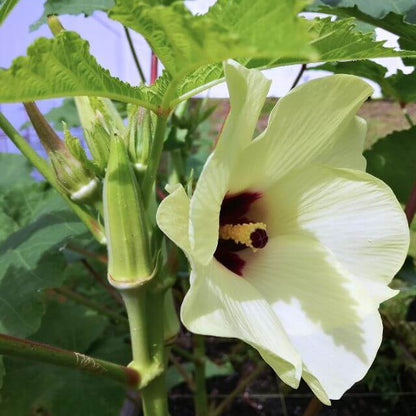 Blue Okra Seeds - Vegetable Plant